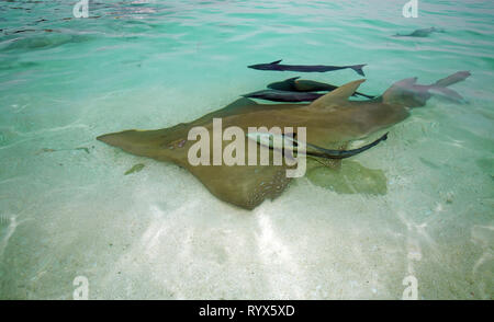 Poisson géant géant guitare ou guitare shark (Rhynchobatus djiddensis), avec suckerfishes (Echeneis naucrates), l'atoll de Baa, Maldives Banque D'Images