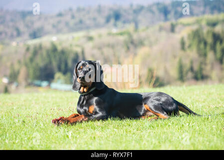 Polonais de race Chien de chasse (chien courant polonais précédemment) étendu sur le pré vert Banque D'Images