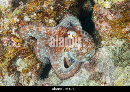 Poulpe commun (Octopus vulgaris) sur un récif de corail - Bonaire Banque D'Images