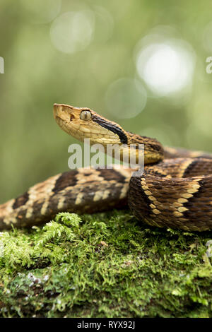 Une belle photo d'un Bothrops jararaca, un serpent venimeux trouvés au Brésil. Banque D'Images