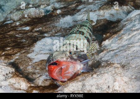 Un plongeur de sable (Synodus intermedius) avale une Blackbar Soldierfish (Myripristis jacobus) après une embuscade sur un récif de corail - Bonaire Banque D'Images
