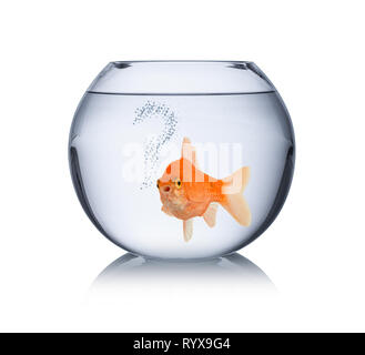 Poisson rouge dans un bol en captivité lui n'bulles concept poisson isolé sur fond blanc Banque D'Images