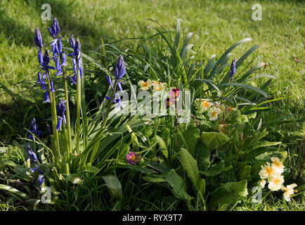 Bluebells,Hyacinthoides non-scripta et rouge et jaune primevères primula veris dans un verger jardin Banque D'Images