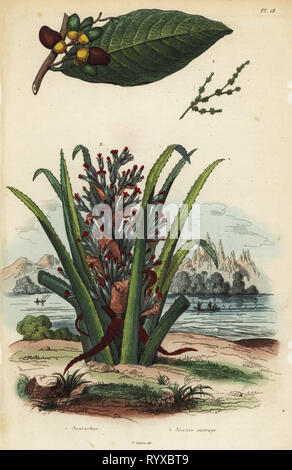 Écrou de marquage, Semecarpus anacardium 1 et de pingouin ou pinuela fruits, soupe de pinguin 2. Anacardier, ananas sauvage. Gravure coloriée de Felix-Edouard Guerin-Meneville's Dictionnaire pittoresque d'Histoire Naturelle (Dictionnaire pittoresque d'Histoire Naturelle), Paris, 1834-39. Banque D'Images