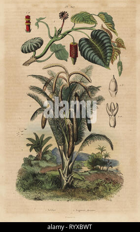 Arbre généalogique de Sandbox, hura crepitans 1 et vrai sagou Metroxylon sagu palm tree, 2. Sablier, Sagouier farineux. Gravure coloriée par du casse après une illustration par Adolph Felix-Edouard Guerin-Meneville de frites's Dictionnaire pittoresque d'Histoire Naturelle (Dictionnaire pittoresque d'Histoire Naturelle), Paris, 1834-39. Banque D'Images