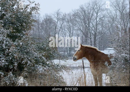 Projet de Amish, tempête de neige Banque D'Images