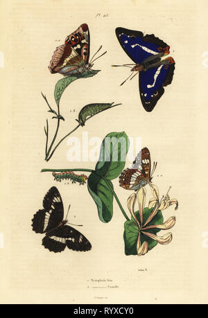 Purple emperor, Apatura iris 1, et l'Eurasie, l'amiral blanc Limenitis camilla 2. Iris nymphale Nymphale, Camille. Gravure coloriée par Felix-Edouard Guerin-Meneville du Casse du pittoresque le Dictionnaire d'Histoire Naturelle (Dictionnaire pittoresque d'Histoire Naturelle), Paris, 1834-39. Banque D'Images