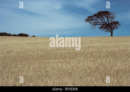 Les arbres d'eucalyptus dans un champ de blé Banque D'Images