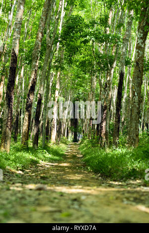 Vue imprenable sur un chemin qui passe entre un green plantation d'arbres à caoutchouc (Hevea brasiliensis) en Thaïlande. Banque D'Images