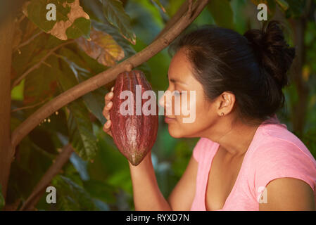 Contrôle de cabosse hanging on tree branch. Ramasser des fruits de cacao agriculteur Banque D'Images