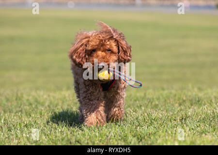 Caniche marron jouant fetch sur une pelouse ce qui porte la balle. Banque D'Images