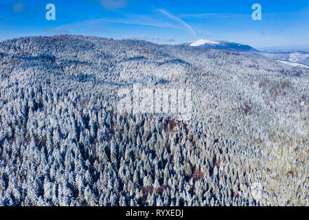 Vue aérienne de la forêt en hiver : arbres gelés et la neige a couvert des forêts sempervirentes. Banque D'Images