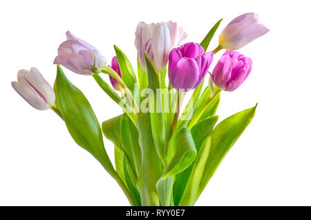 Blanc, rose délicate et violet bouquet tulipes close up, isolé sur fond blanc. Beauriful décoration florale pour conception de ressort Banque D'Images