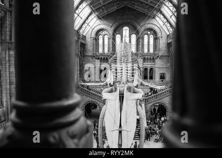 Squelette de rorqual bleu dans l'histoire naturelle de Londres. Architecture et design Banque D'Images