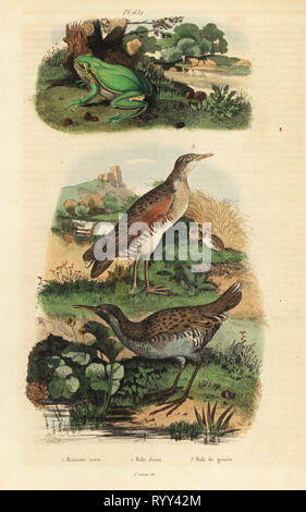 European rainette, Hyla arborea, eau Rail Rallus aquaticus, et râle des genêts Crex crex, landrail ou. Rainette verte, râle d'eau, râle de genêts. Gravure coloriée par du casse après une illustration par Adolph Felix-Edouard Guerin-Meneville de frites's Dictionnaire pittoresque d'Histoire Naturelle (Dictionnaire pittoresque d'Histoire Naturelle), Paris, 1834-39. Banque D'Images