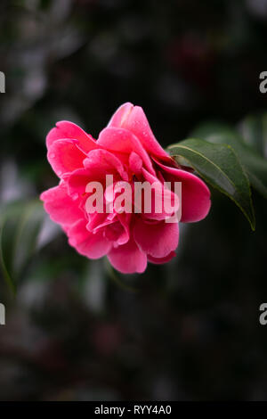 Fleur de camélia rose isolé accroché sur branche avec feuilles vert foncé en arrière-plan. L'accent est sur le côté droit abattant sur la fleur. Banque D'Images