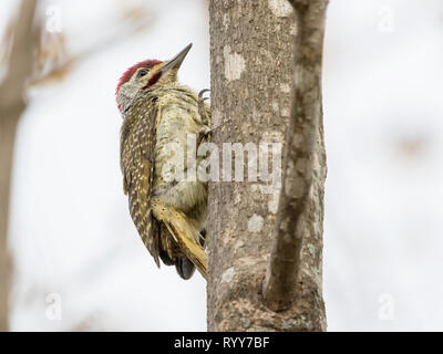 Le pic mar, se nourrissant d'insectes sur l'arbre en forêt de Makasutu, Gambie 27 Février 2019 Banque D'Images