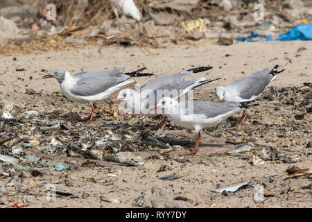 Mouette à tête grise, se nourrissant de poissons, de Gambie, de Tanji 28 Février 2019 Banque D'Images