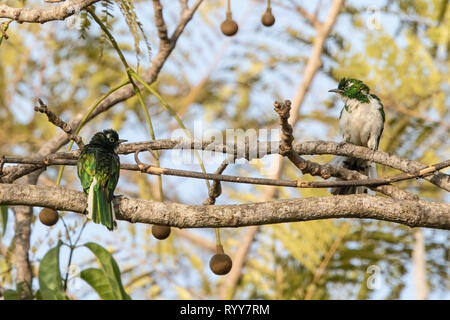 Klaas's Cuckoo, deux mâles perchés sur en direction de la forêt de Makasutu, Gambie 3 Mars 2019 Banque D'Images