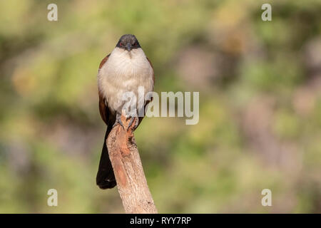 Coucal du Sénégal, Gambie, forêt Makasutu 3 Mars 2019 Banque D'Images