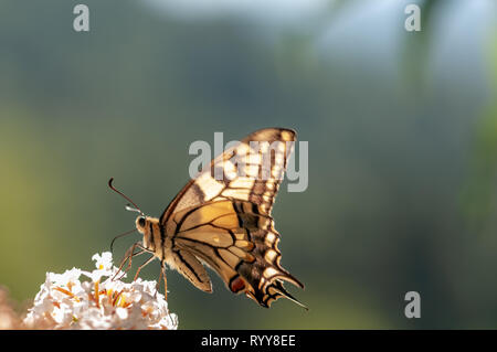 Beau papillon sur blanc Buddleja davidii en plein soleil dans un jardin de fines herbes Banque D'Images