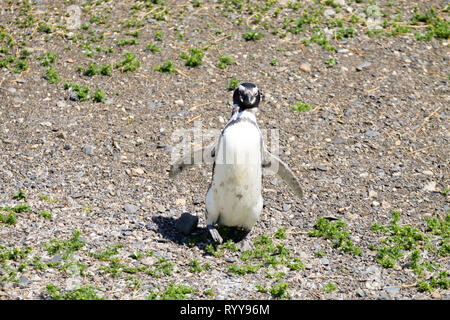 Magellanic penguin Sur la plage de l'île Martillo, Ushuaia. Parc national Terre de Feu. La faune du Chili Banque D'Images