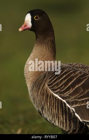 Lesser White Oie naine (Anser erythropus), ce portrait d'un servile des profils montre la distinction head plumage et à oeil jaune. Février 2019, UK. Banque D'Images