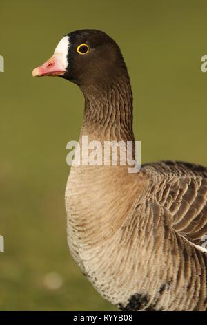 Lesser White Oie naine (Anser erythropus), ce portrait d'un servile des profils montre la distinction head plumage et à oeil jaune. Février 2019, UK. Banque D'Images