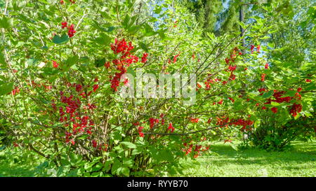 La cour avec beaucoup d'arbustes à petits fruits groseille rouge fruits roulement sur elle Banque D'Images