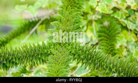 Fougère vert plantes à feuilles épaisses et pointues qu'il a quitte le bord tranchant épais en Irlande Banque D'Images