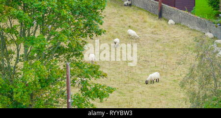 Beaucoup de moutons sur un petit chantier en Irlande, les moutons mangent de l'herbe sur le terrain Banque D'Images