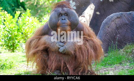 Le grand borneo Orangutan assis sur le rocher à la recherche autour du zoo sur une journée ensoleillée Banque D'Images