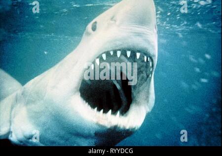 GREAT WHITE SHARK, JAWS, 1975 Banque D'Images