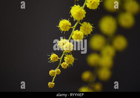 Libre de l'Acacia dealbata sur fond noir, jaune fleur mimosa Banque D'Images