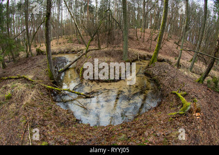 Une petite rivière dans une région boisée. Un watercane entre les arbres tortueux. La saison de printemps. Banque D'Images