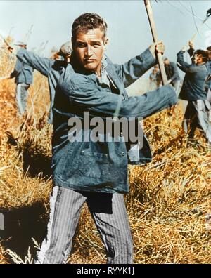 PAUL NEWMAN, Cool Hand Luke, 1967 Banque D'Images