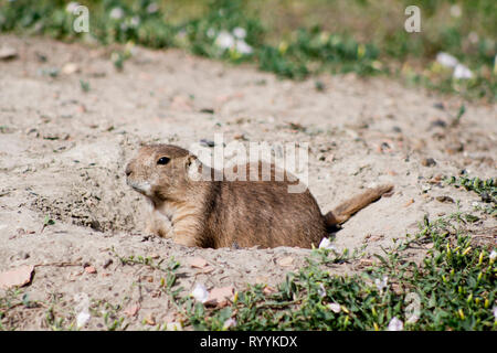 Un chien de prairie à queue noire (Cynomys ludovicianus) assis à l'entrée de leur terrier. Ils sont de couleur brune avec des noirs près de leur queue. Banque D'Images