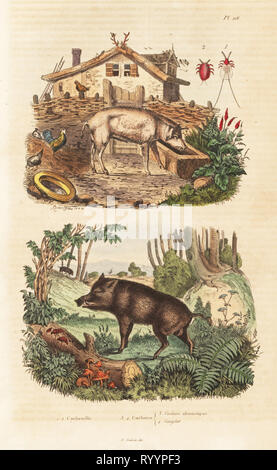 Porc domestique, Sus scrofa domesticus 3, sanglier, Sus scrofa 4 et la cochenille Dactylopius coccus, 1,2. Cochinelle, cochon domestique, sanglier. Gravure coloriée de Felix-Edouard Guerin-Meneville's Dictionnaire pittoresque d'Histoire Naturelle (Dictionnaire pittoresque d'Histoire Naturelle), Paris, 1834-39. Banque D'Images