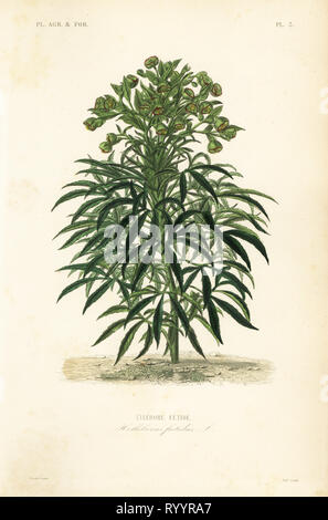 L'hellébore fétide helleborus foetidus, Ellebore, fetide. Coloriée à la gravure sur acier par Alphonse-Leon Noel après une illustration botanique par Edouard Maubert de Pierre Oscar reveil, A. Dupuis, Fr. Gérard et François Herincqâ, La REGNE VEGETAL : planètes agricoles et forestieres, L. Guérin, Paris, 1864-1871. Banque D'Images