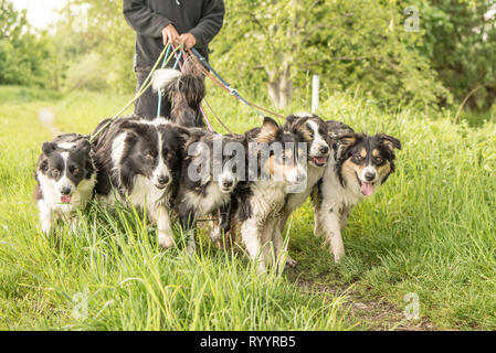 Femme marche avec beaucoup de chiens en laisse. Un pack d'obéissant Boder Collie à pied dans une rue avec leur propriétaire. Banque D'Images