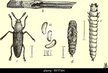 Entomologie économique pour l'agriculteur entomologie économique pour l'agriculteur et producteur de fruits [microforme] : et pour l'utiliser comme un texte-livre dans les écoles et les collèges agricoles . economicentomolo insmit Année : 1896 100 176 UNE entomologie économique. noir, tandis que le thorax est généralement plus ou moins rouge ou jaune. Notre commune est l'espèce d'alimentation de trèfle. mozardi L. Il est rare qu'une espèce devient assez abondantes pour faire sensible en- FiG. 151. Languria mozardi.-a, l'oeuf ; b, larve dans le trèfle ; souches c, larve, pupe ; d ; e, adulte. jury ; mais dans le trèfle, si une zone infestée se produit, coupe étroite invite Banque D'Images