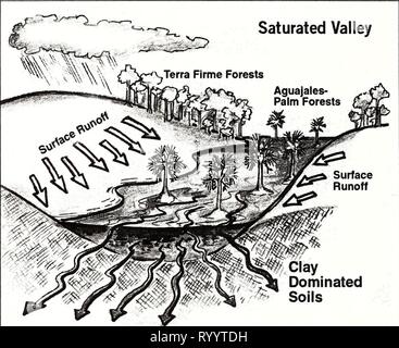 L'Équateur, Pérou Cuyabeno-Güeppí (2008) Equateur, Pérou : Cuyabeno-Güeppecuadorpercuyab í .202008alve Année : 2008 ver. Ils ont jeté la terre les pieds sur le sable. Puis ils sont allés dormir. Dans la matinée, le patch est passé ce gros. Le jour suivant il était plus grande et l'herbe, plantain, et la maladie avait commencé à se développer... Les processus hydrologiques matériau géologique, les propriétés physiques du sol, la structure du paysage, et une télécommande pour régler le volume et les propriétés chimiques de l'eau se déplaçant à travers les forêts, à travers pentes vers le bas, des ravines, et dans les vallées et rivières sinueuses du R.P.F. Cuyabeno et th Banque D'Images