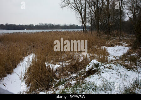 Voir l'ensemble des roselières et de bois d'Amérique du Ivy cacher, Blashford Lakes Nature Reserve, Hampshire et l'île de Wight Wildlife Trust, Ellingham, Banque D'Images