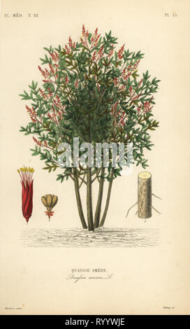 Amargo, ash-Amer, amer-bois ou hombre grande, Quassia amara, Quassie amere. Gravure coloriée par Debray après une illustration botanique par Edouard Maubert de Pierre Oscar reveil, A. Dupuis, Fr. Gérard et François Herincqâ, La REGNE VEGETAL : Flore medicale, L. Guérin, Paris, 1864-1871. Banque D'Images