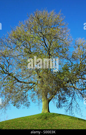 Arbre isolé sur une colline contre le ciel bleu Banque D'Images