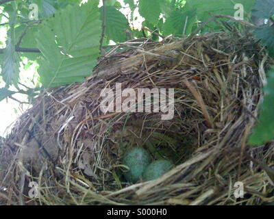 Blackbird nid avec oeufs Banque D'Images