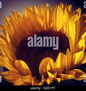 Close up sunflower Banque D'Images