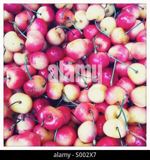 Une vue rapprochée de rouge et blanc fraîchement cueillies des cerises avec tiges Banque D'Images