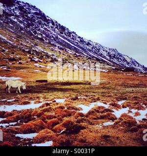 L'alimentation du cheval islandais en Islande à flanc de montagne. Banque D'Images