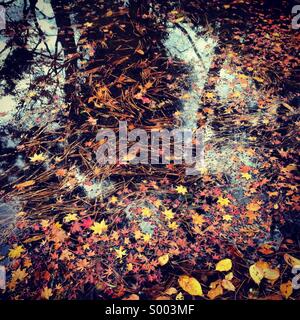 Feuilles mortes dans un étang, Tokyo, Japon Banque D'Images